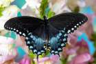 Spicebush butterfly on flowers of pink snapdragon. Art Print